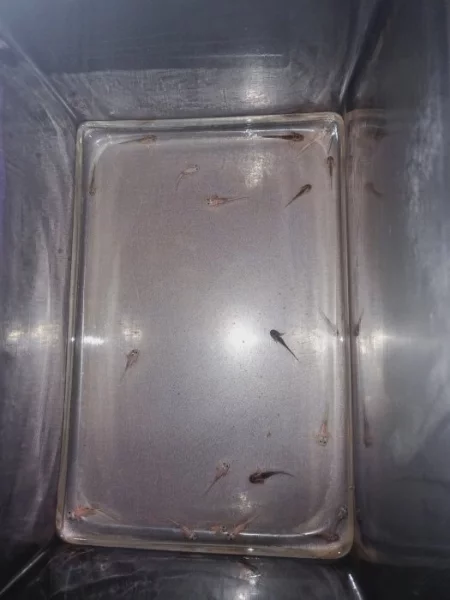 Mám 15 axolotlů, nakladení 19.9., nyní mají od 2-6cm