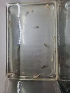 Mám 15 axolotlů, nakladení 19.9., nyní mají od 2-6cm