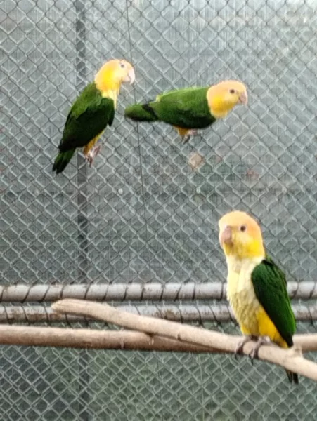 Amazónek belobrichy