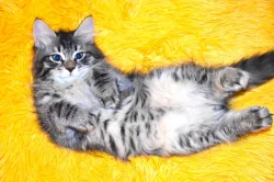 sibiřský kocourek s PP