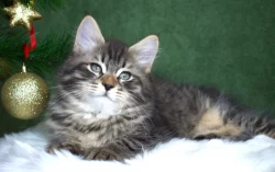 sibiřský kocourek s PP