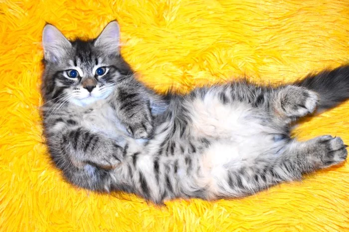 sibiřský kocourek s PP