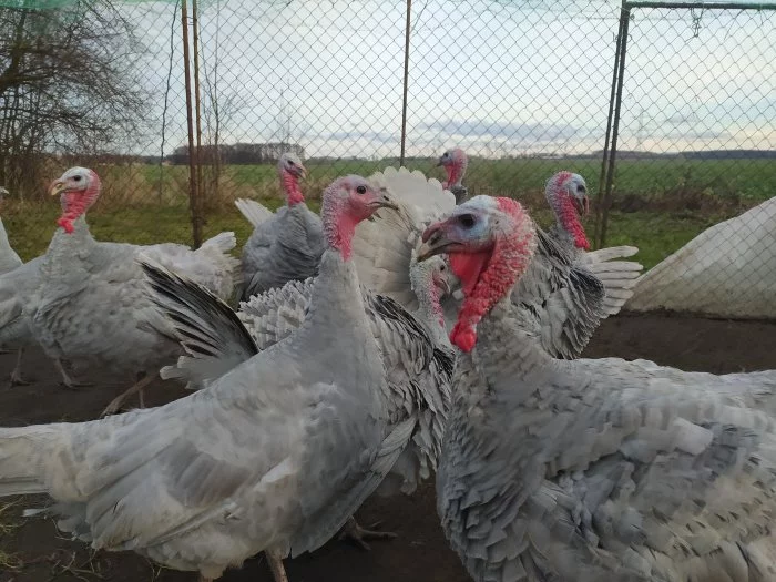 Prodám krocany české modré bíle lemované