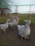 Prodám krocany české modré bíle lemované