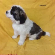 Moskevský strážní pes