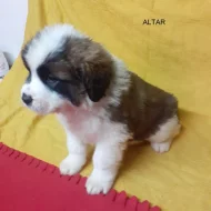 Moskevský strážní pes