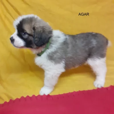 Moskevský strážní pes