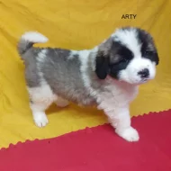 Moskevský strážní pes