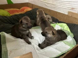 Štěně Československého vlčáka