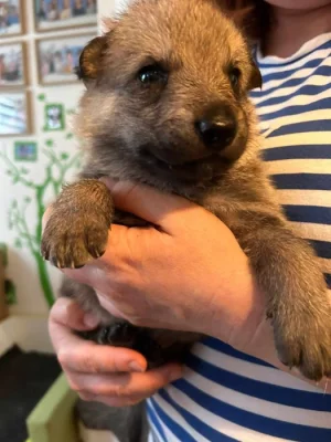 Štěně Československého vlčáka