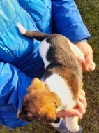 Foxterier hladkosrstý