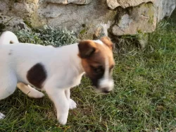 Foxterier hladkosrstý