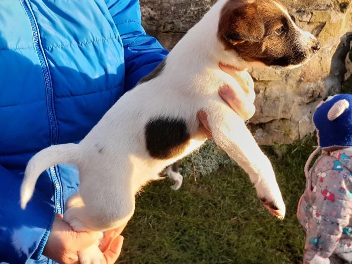 Foxterier hladkosrstý