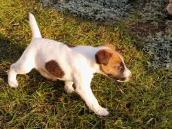 Foxterier hladkosrstý