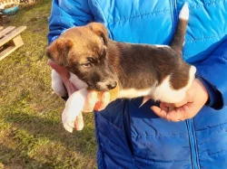 Foxterier hladkosrstý