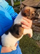 Foxterier hladkosrstý