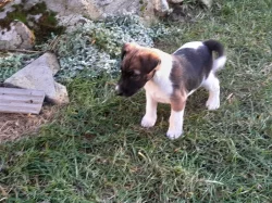 Foxterier hladkosrstý