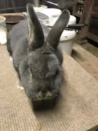 Vídeňský modrošedý