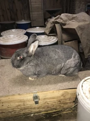 Vídeňský modrošedý