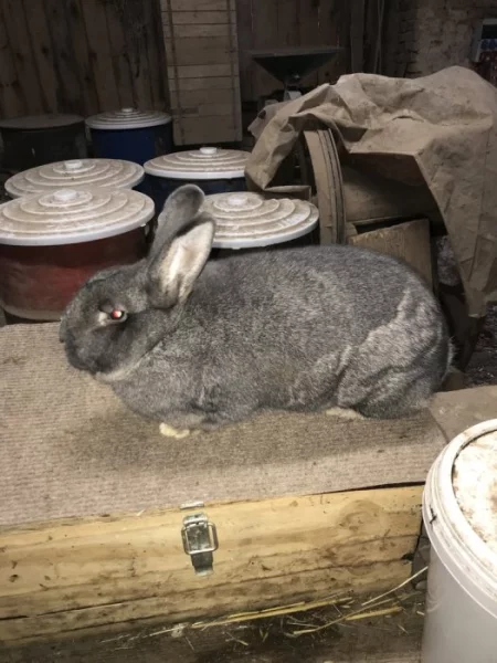 Vídeňský modrošedý