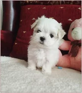 Maltezsky psík PP