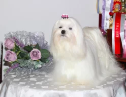 Maltezsky psík PP