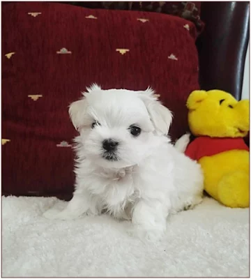 Maltezsky psík PP