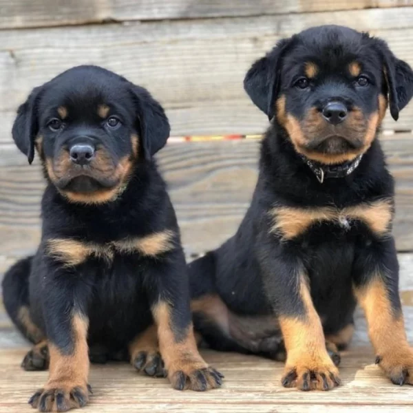 Štěňata rotvajlerů