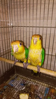 Alexandr malý, Amazonek bělobřichy