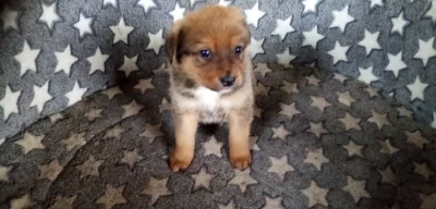 Štěňata bernský salašnický křížený