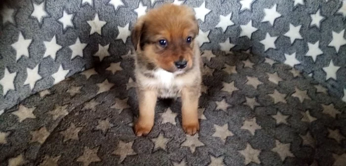 Štěňata bernský salašnický křížený