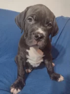 American Bully XL