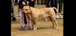 American Bully XL