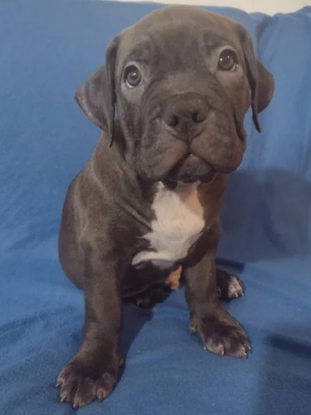 American Bully XL