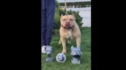 American Bully XL