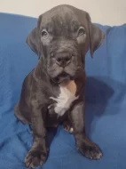 American Bully XL