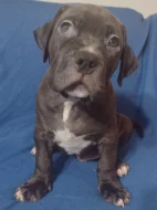 American Bully XL