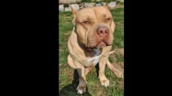 American Bully XL