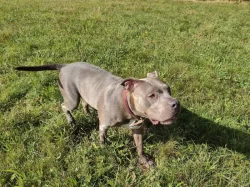 American Bully XL