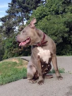 American Bully XL