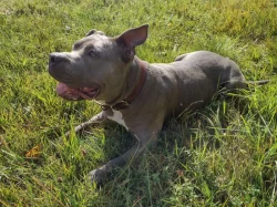 American Bully XL