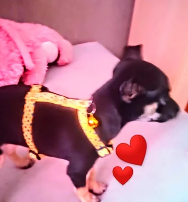 daruji pouze do dobrých rukou