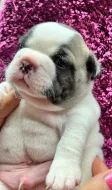 Štěňátko buldoček francouzský pejsek bez pp