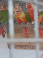 Prodám pyrury zelenolící