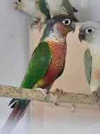 Prodám pyrury zelenolící