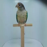 Prodám pyrury zelenolící