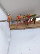 Prodám pyrury zelenolící