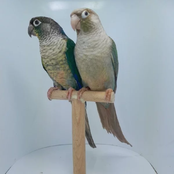 Prodám pyrury zelenolící