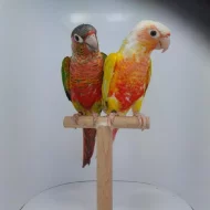 Prodám pyrury zelenolící