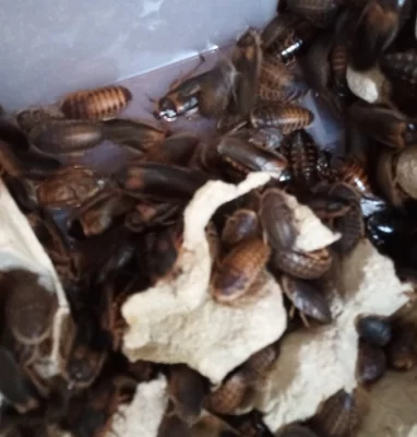 Chovný box s blabtika dubia